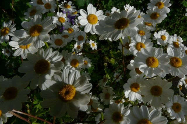 Kartoffelrosen, Hagebuttenrose; Wildrosen, Bodendecker in Eggebek