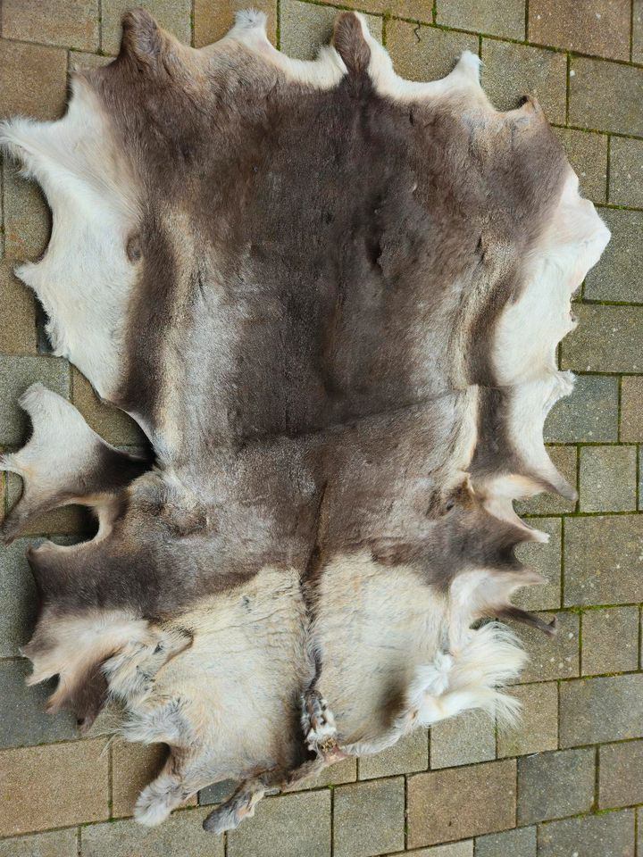 Rentierfell, ungenutzt 180x130cm aus Lappland in Garding