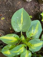 Funkien Hosta Catherine Stauden Pflanzen aus Bio Naturgarten Nordrhein-Westfalen - Wesel Vorschau