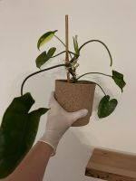 Philodendron burle Marx variegata etablierte Pflanze Hessen - Gelnhausen Vorschau