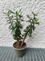 Geldbaum, Ovales Dickblatt (Crassula ovata) Berlin - Tempelhof Vorschau