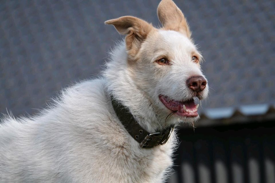 Tierschutzhund Fritz sucht ein Zuhause in Winsen (Luhe)