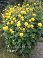 *Schlitzblättriger Sonnenhut oder Staudensonnenblume, winterhart* Niedersachsen - Elsfleth Vorschau