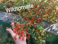 Cocktail Tomatenpflanzen verschiedene Sorten Brandenburg - Schwarzbach Vorschau