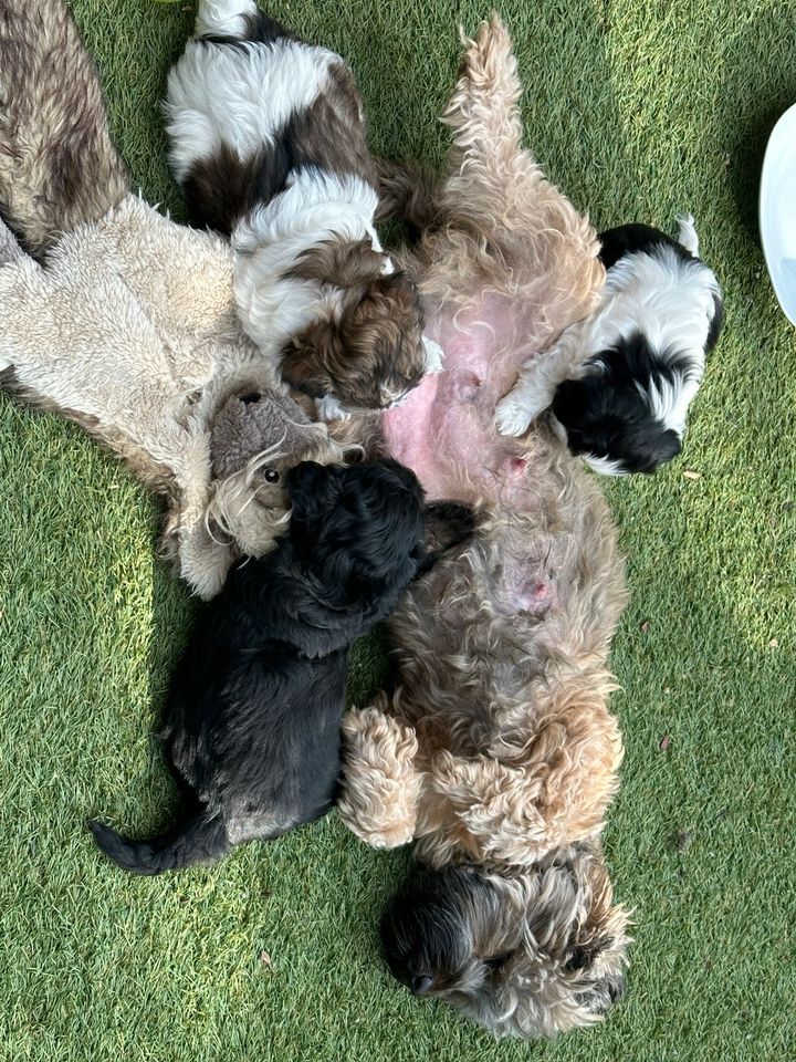 3 süße Maltipoo Welpen (Mädchen) - nur noch die schwarz weiße! in Gröbenzell