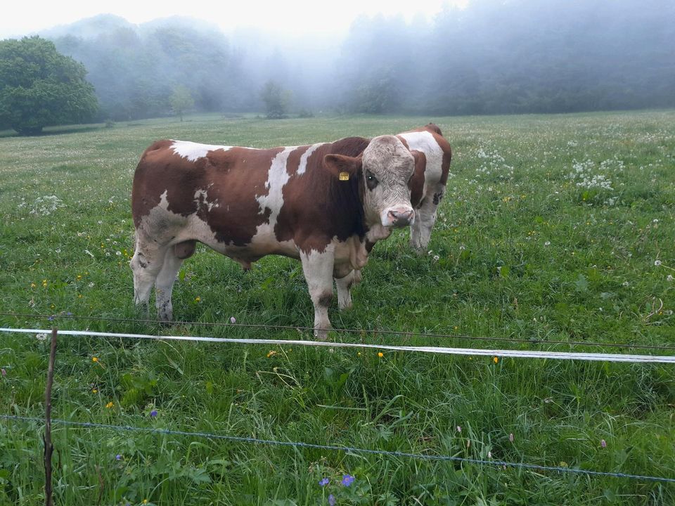 Bio Fleckvieh Simmental Bullen in Gersfeld