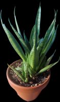 Sansevieria comet green Pixel Ableger Rheinland-Pfalz - Schifferstadt Vorschau