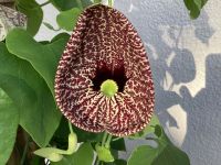 30 Samen Gespensterpflanze,Aristolochia elegans,Pfeifenwinde Bayern - Pfaffenhofen a.d. Ilm Vorschau