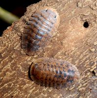 Merulana translucida Assel Asseln isopoda Shop isopods kaufen Baden-Württemberg - Tübingen Vorschau