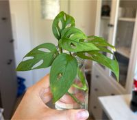 Bewurzelte Stecklinge Monstera adansonii Rostock - Südstadt Vorschau