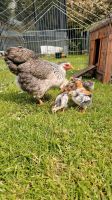 10 Bruteier Zwergwyandotten bunt Zwerg Wyandotten Huhn Ei Eier Wurster Nordseeküste - Nordholz Vorschau