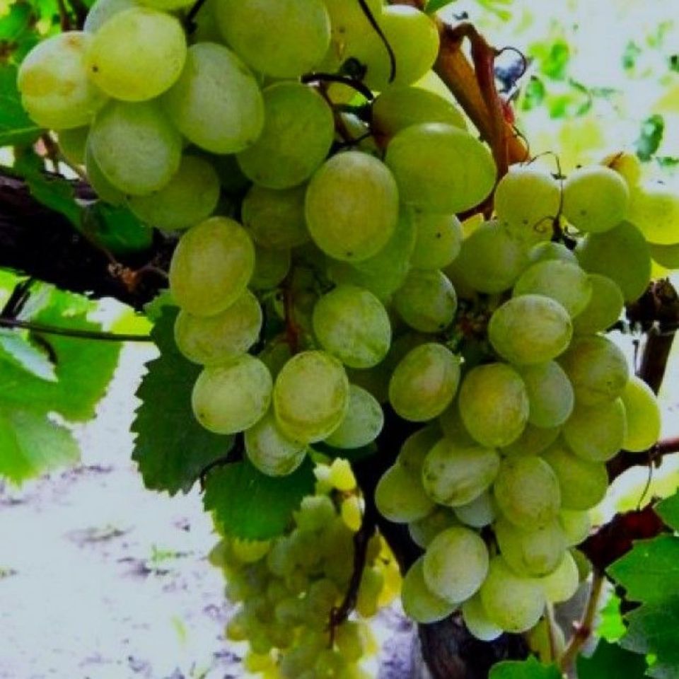 Süße Trauben Pflanzen ♥ Tafeltrauben ♥ Weinrebe ♥ Weintrauben in Morbach