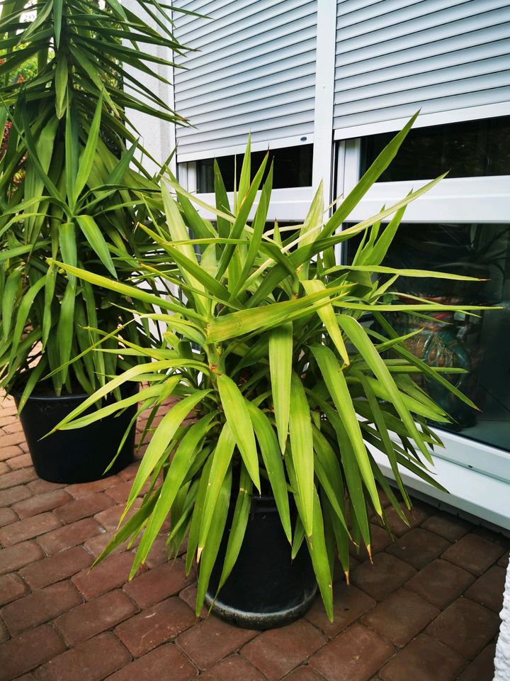 Yucca Palme inkl. Pflanztopf - 1,00 m in Roth