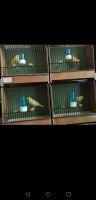 Kanarienvögel (Belgische Wasserschläger) zu verkaufen Harburg - Hamburg Hausbruch Vorschau