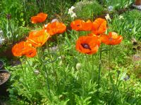 Roter mehrjähriger türkischer Mohn Nordrhein-Westfalen - Witten Vorschau