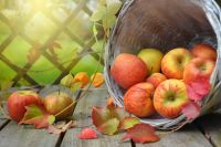 5 l Apfelsaft aus naturbelassenen Äpfeln, alte Sorten Bag in box Kiel - Ellerbek-Wellingdorf Vorschau