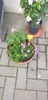 Sommer Saisonschalen Blumen Pflanzen Niedersachsen - Rennau Vorschau