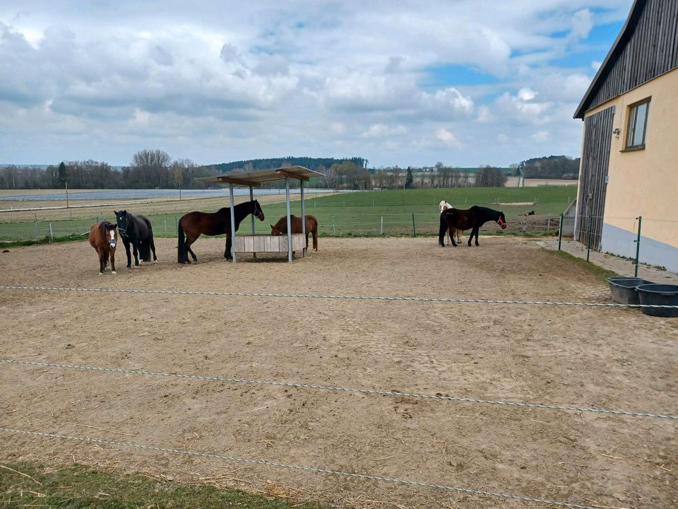 Pferdebox, Einstellplatz, Stall, Pferde, Offenstall in Aresing