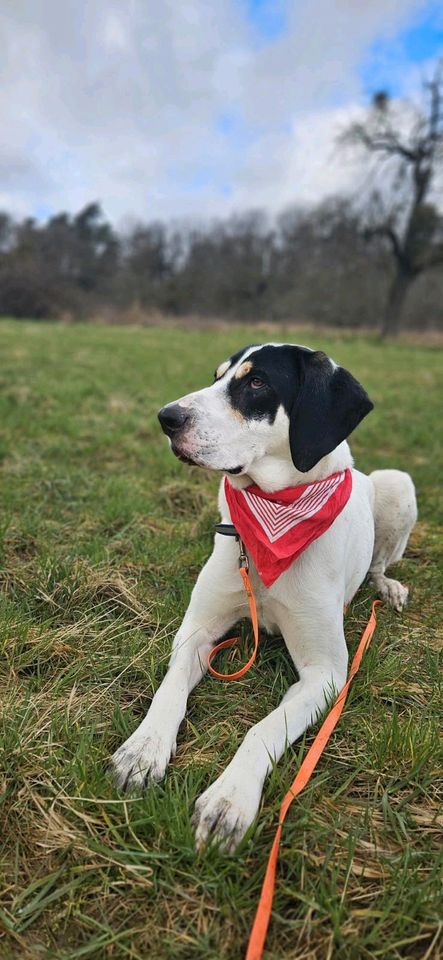 PETER Mischling Tierschutz Hund Rüde in Rosbach (v d Höhe)