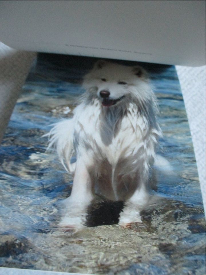Postkartenbuch: Hunde; in Olching