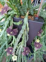 Stapelia variegate, Orbea variegate, Altpflanze reich blühend Brandenburg - Cottbus Vorschau