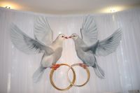 Zwei Tauben Brauttisch Hintergrund zu verleihen Nordrhein-Westfalen - Krefeld Vorschau