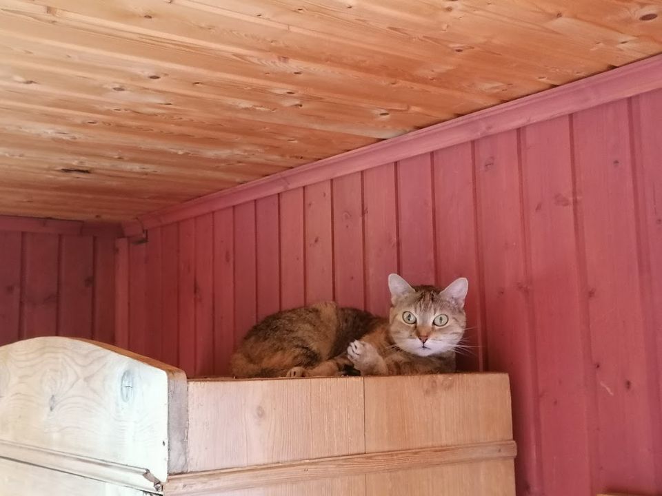 Katzenpension, Catsitting, Hausbetreuung Katzen, Katzensitter in Ansbach