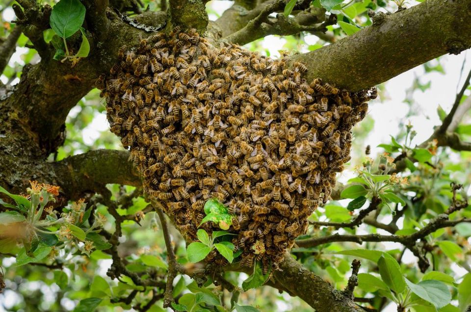 Bienenschwarm Fangservice Kostenlos in Staufenberg