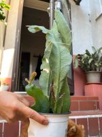 Epiphyllum weiß bis morgen noch zu reservieren möglich Berlin - Spandau Vorschau