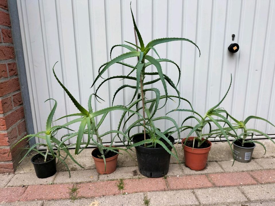 Aloe Baumaloe Zimmerpflanze Heilpflanze in Emstek