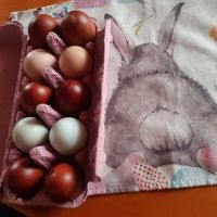 Eier von glücklichen Hühnern! Sachsen-Anhalt - Wegenstedt Vorschau