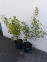 2 x Heckenbambus Fargesia Rufa 80-120cm Bambuspflanze Bambushecke Nordrhein-Westfalen - Neukirchen-Vluyn Vorschau