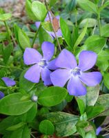 Kleinblättriges Immergrün (Vinca Minor) Ableger Rheinland-Pfalz - Kaiserslautern Vorschau