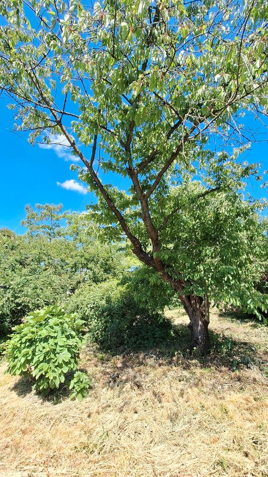 Gartengrundstück in Leipzig