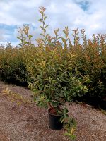 Photinia Red Robin 150/175cm - Immergrüne Glanzmispel Hessen - Dreieich Vorschau