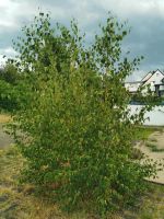 Birke, Hängebirke, Garten Baum Nordrhein-Westfalen - Sankt Augustin Vorschau