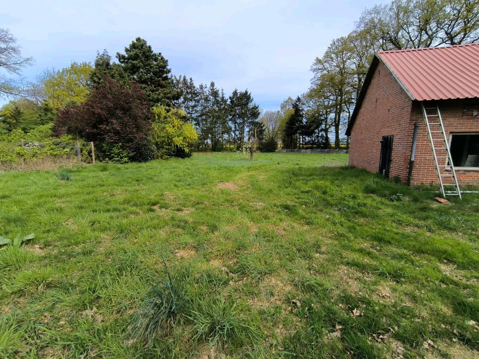 Weidefläche zum kostenlosen Abgrasen in Borstel b Sulingen