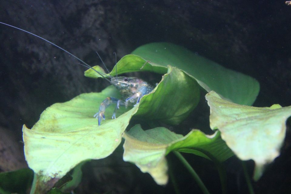 Rotscherenkrebse - Cherax quadricarinatus in Hamburg