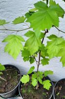 Elsbeere Sorbus torminalis ca. 1 Meter  Wald Baum Baden-Württemberg - Gottmadingen Vorschau