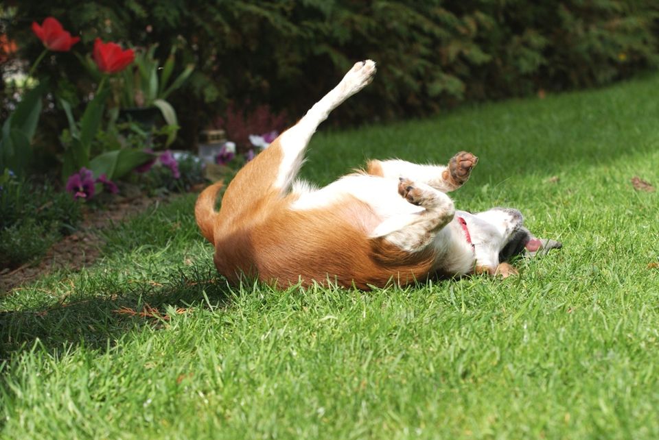 Liebevolle Tages- oder Urlaubsbetreuung für ihren Hund in Hamm