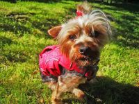 PÚA - Kleine Yorkshire Terrier Hündin (Tierschutz) Dortmund - Kirchderne Vorschau