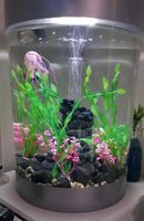 Aquarium / Biorb 60L Sachsen - Bannewitz Vorschau