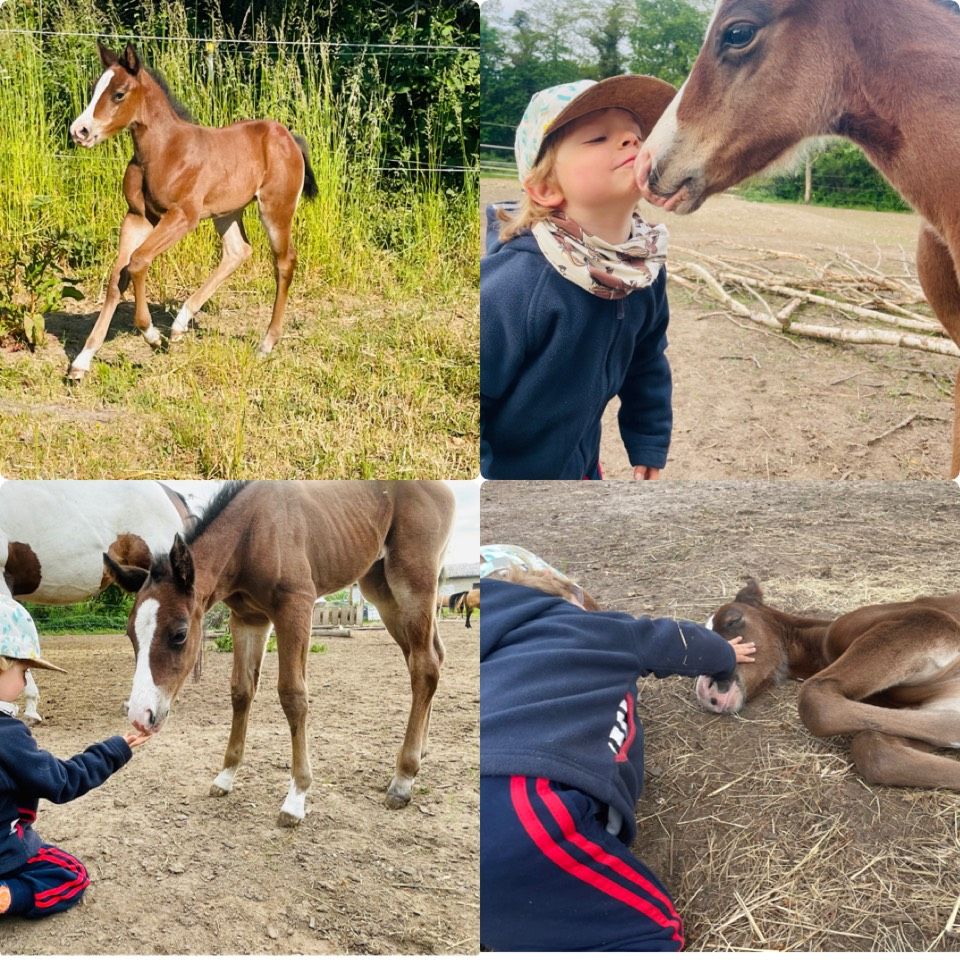 Paint Horse Jährling Stute zu verkaufen in Bandelin