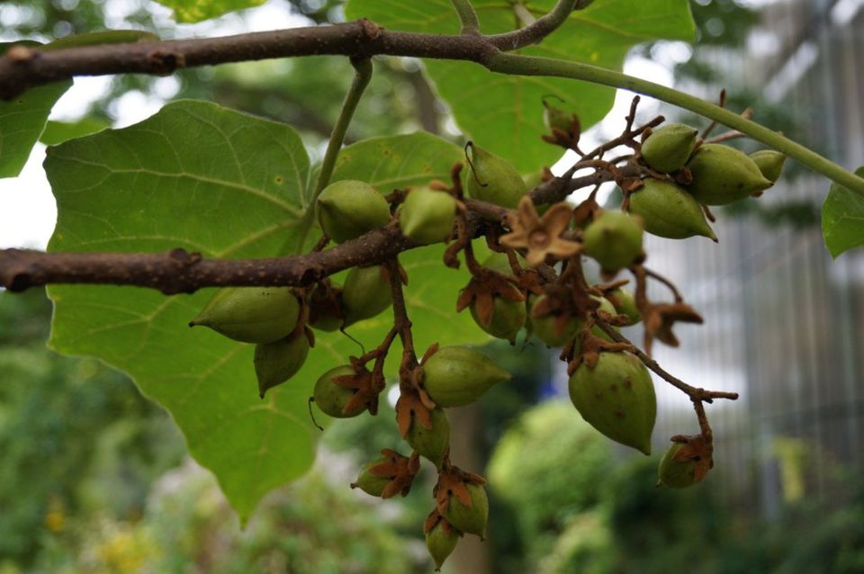 Blauglockenbaum (Paulownia tomentosa) in Taucha