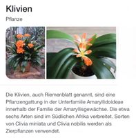 Clive, Ableger, Zimmerpflanze, blüht orangefarben, bewurzelt Baden-Württemberg - Rottenburg am Neckar Vorschau