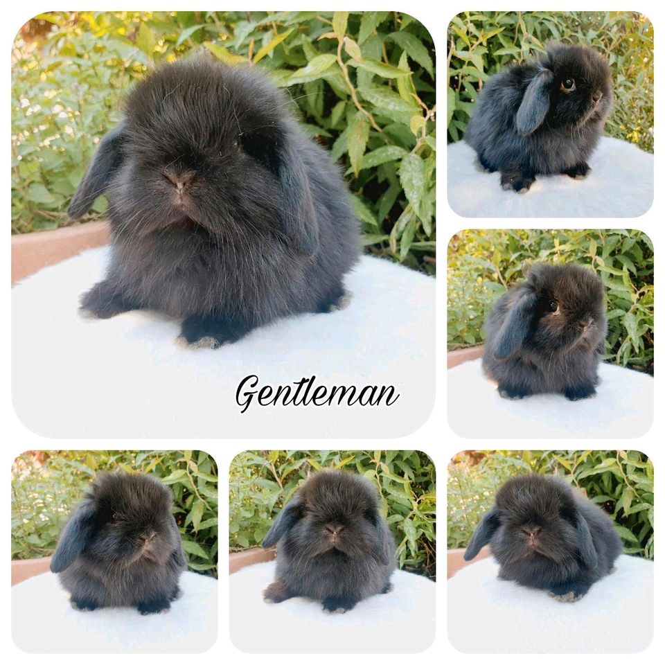 Minilop Hase Mini Lop Kaninchen Zwergwidder Zwergkaninchen in Neustadt