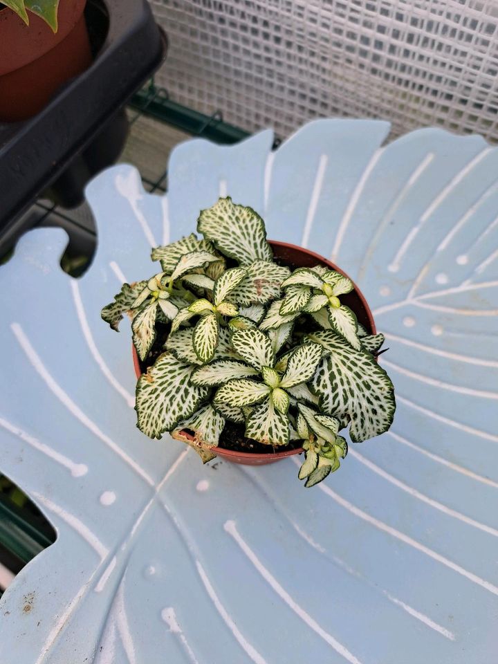 Fittonia albivenis, Mosaikpflanze, etabliert. in Selent