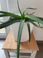 Große Aloe Vera mit weißem Topf, Zimmerpflanze Neustadt - Buntentor Vorschau