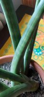 Sansevieria cylindrica Tontopf Bogenhanf  gg. halbes Pfund Kaffee Nordrhein-Westfalen - Ratingen Vorschau