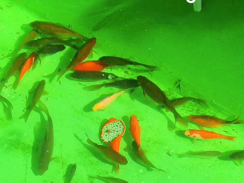 Goldfische Teichfische abzugeben in Flomborn